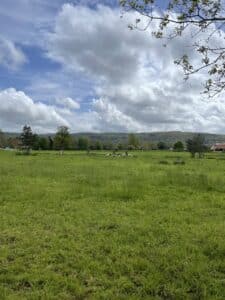 A picture of cows at Bristol Careers Fair